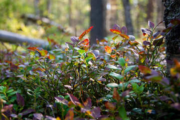 Blueberry bush in the forest.