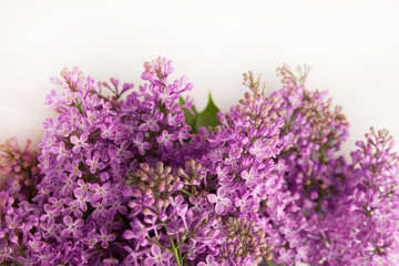 A branch of blossoming lilac (syringa) flowers. Lilac background. Lilac closeup.