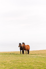 Obraz premium a couple of beautiful domestic horses ride freely through a meadow near a cliff. animals and pets concept. vertical stock photo.