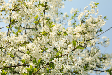 Blooming gardens in spring, blooming spring tree. Sunny spring day