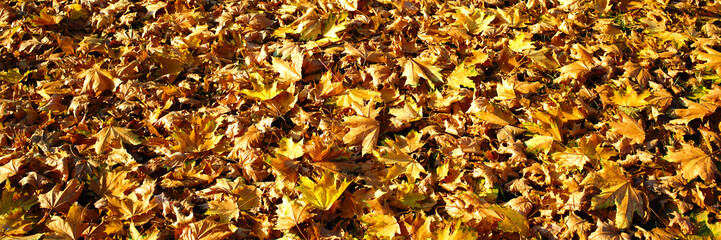 yellow dry autumn maple leaves covers ground in park