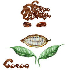 Abstract cheerful smiling face. Cocoa pod, beans and leaves like hands on white background. Hand drawn watercolor.