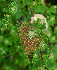 Cluster of Araneus Diadematus spiderlings, also known as common Garden Spider, group together until they have moulted and are ready to disperse