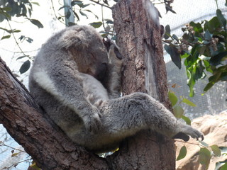 Koala sleeping on the tree appears very much like chimpanzee