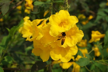 Flower Yellow and Bee