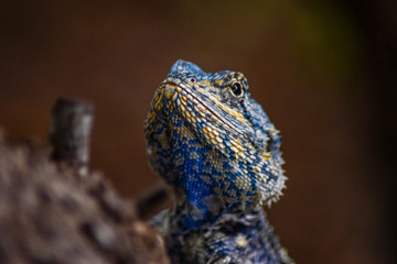 close up portrait of a lizard