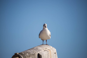 seagull on a wall
