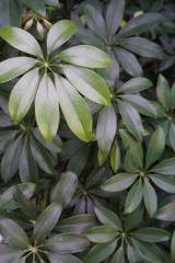 Ornamental plant