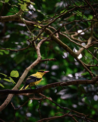 Bird within green leaves on the tree