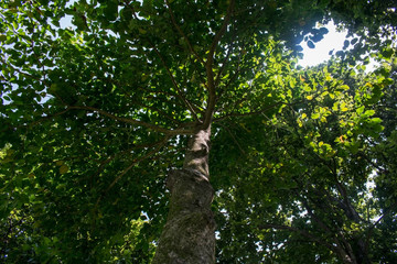Fototapeta premium bottom view of a large tall tree with full of green and bright leaves. Sun-rays coming from the gaps with bright light in outdoor summer days