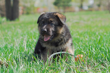 Summer day, sun, funny pup walk in the park.