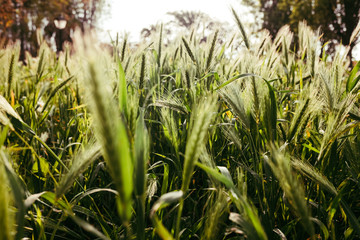 natural background of wild spikes