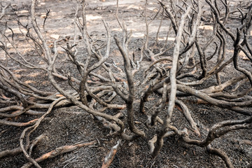 Remains of a forest fire with burned scrub.