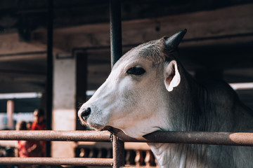 beautiful well-groomed cows on a dairy ecofarm. sacred Hindu cow zebu on a dairy farm called...