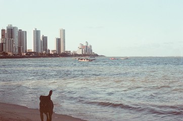 Dog on Olinda beach in Brazil