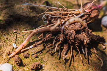 Wet earthworm digging in a dirt orchard.
