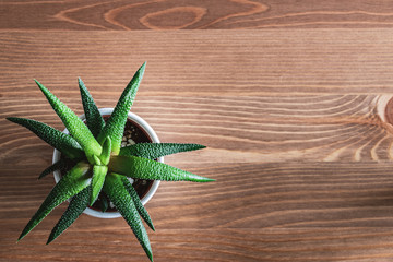 Top-down view of young haworthia attenuata succulent plant in white pot on a wooden tabletop. Flat...