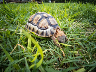 Baby turtle walking on grass closeup