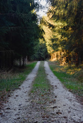 Fototapeta na wymiar Road in a forest in summer 