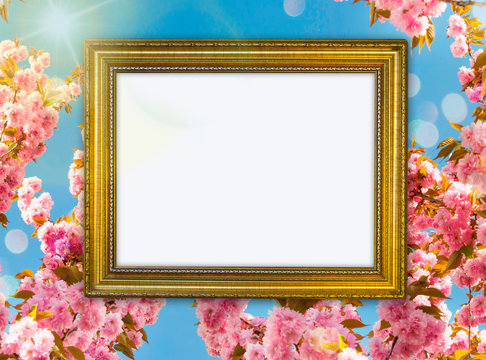 Vintage gold frame with ornament amid pink cherry flowers with blue sky background, free space for your design and home interior, green concept	
