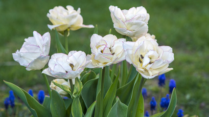Obraz na płótnie Canvas Tulipes