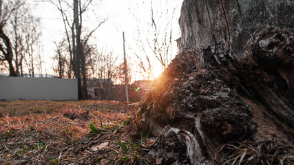 A stump in the Park from behind which the sun looks out. Background.
