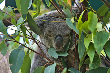 Koala bear in Australia on a tree