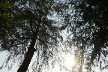 sun and trees