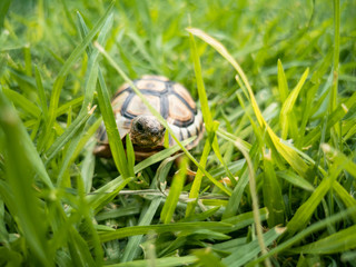 Baby turtle walking on grass closeup