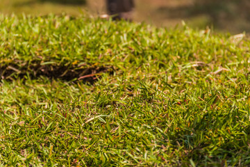 Close up selective focus shot of centipede sod grass stacked on a pallet for a landscaping job