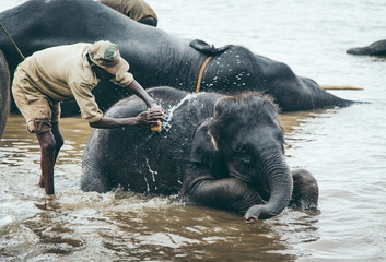 Elephants wash in the lake