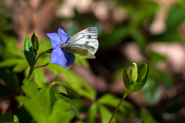 white butterfly on a flower