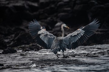 Great blue heron