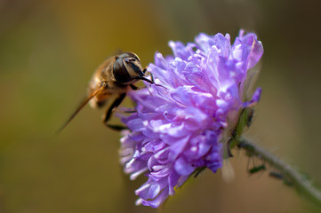 The bee collects honey on a blue flower