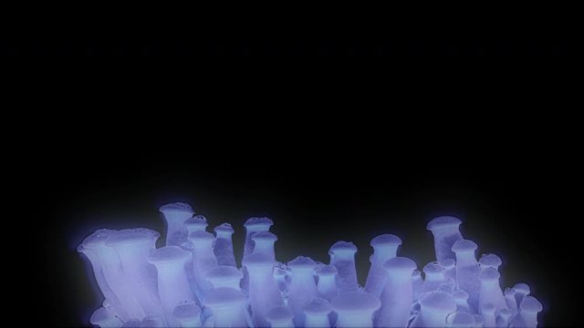 Magic mushroom growing time lapse