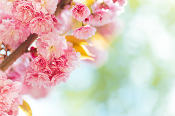 Amazing pink cherry blossoms on the Sakura tree in a blue sky.  Beautiful spring tree.