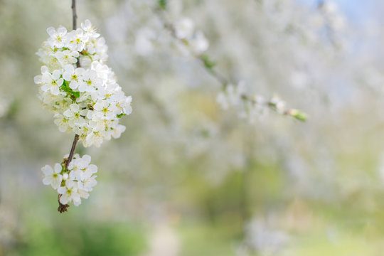 Branch of a blossoming tree on a garden background. © Inna
