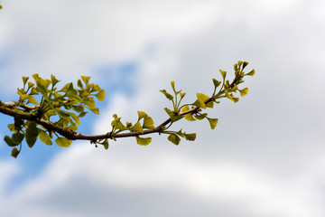 Ast eines Ginkgobaumes ,Ginkgoblatt, Ginkgo, Ginkgo biloba, Nahaufnahme