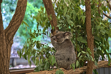 Koala bear in Australia on a tree