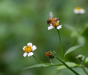 Bee hovering over orange and white flower trying to get pollen with a nice green background