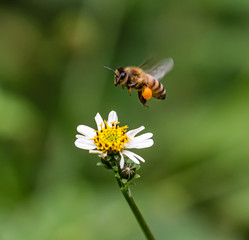 Bee hovering over orange and white flower trying to get pollen with a nice green background