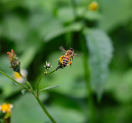 Bee hovering over orange and white flower trying to get pollen with a nice green background