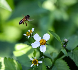 Bee hovering over orange and white flower trying to get pollen with a nice green background