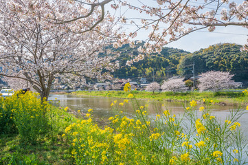 春の川沿いに咲く桜と菜の花【福岡県行橋市】