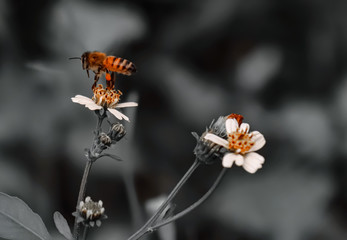 Orange Bee hovering over orange and white flower trying to get pollen on a black and white background