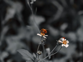 Orange Bee hovering over orange and white flower trying to get pollen on a black and white background