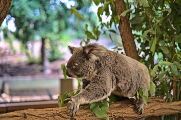 Koala bear in Australia on a tree