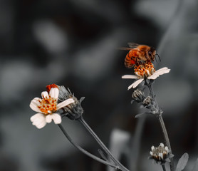 Orange Bee hovering over orange and white flower trying to get pollen on a black and white background