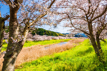 春の川沿いに咲く桜と菜の花【福岡県行橋市】