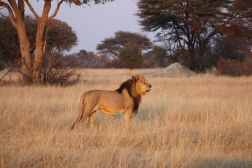 Lion dans la Savane Africaine
